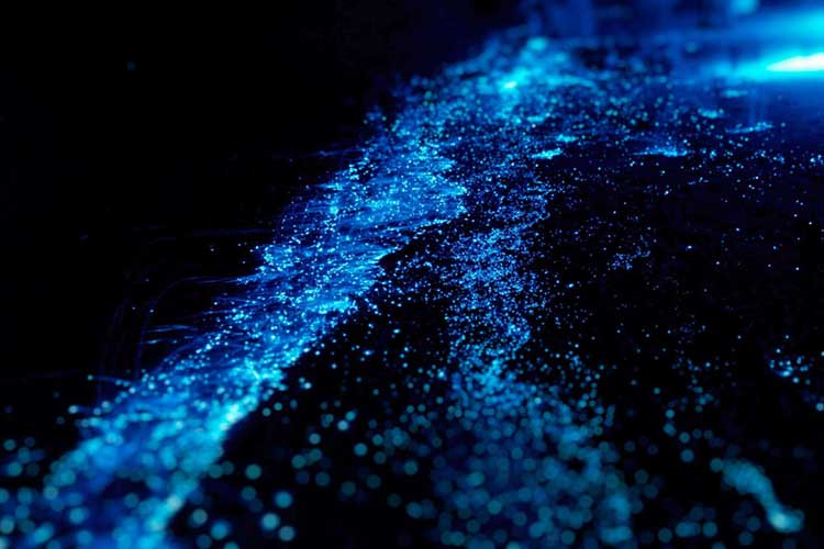 Glowing-Plankton-on-Koh-Rong-Island-in-Cambodia-750.jpeg Glowing-Plankton-on-Koh-Rong-Island-in-Cambodia-750.jpeg